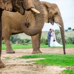 Askari Lodge wedding photography by JC Crafford Photography